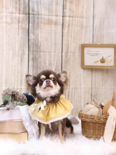 20241008くるみちゃん